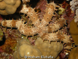new Star fish by Hisham Elshafie 